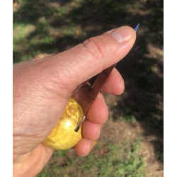 Couteaux à huitres LOUPE de TILLEUL stabilisé jaune 01
