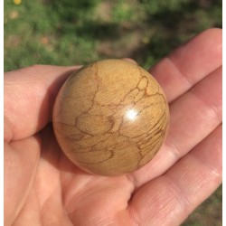 Couteaux à huitres ZEBRAWOOD stabilisé  01