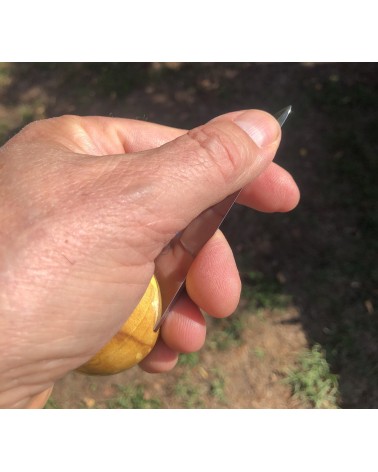 Couteaux à huitres loupe d'ERABLE stabilisé jaune 03
