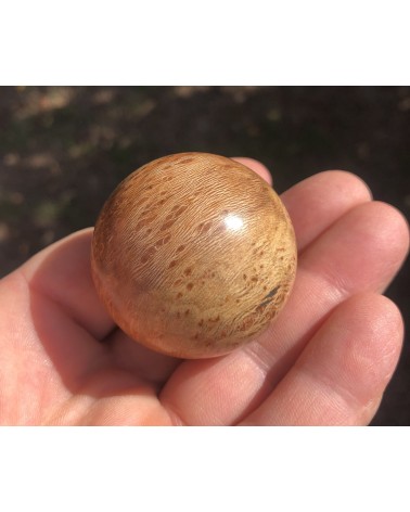 Couteaux à huitres BROUSSIN DE PLATANE  stabilisé  03